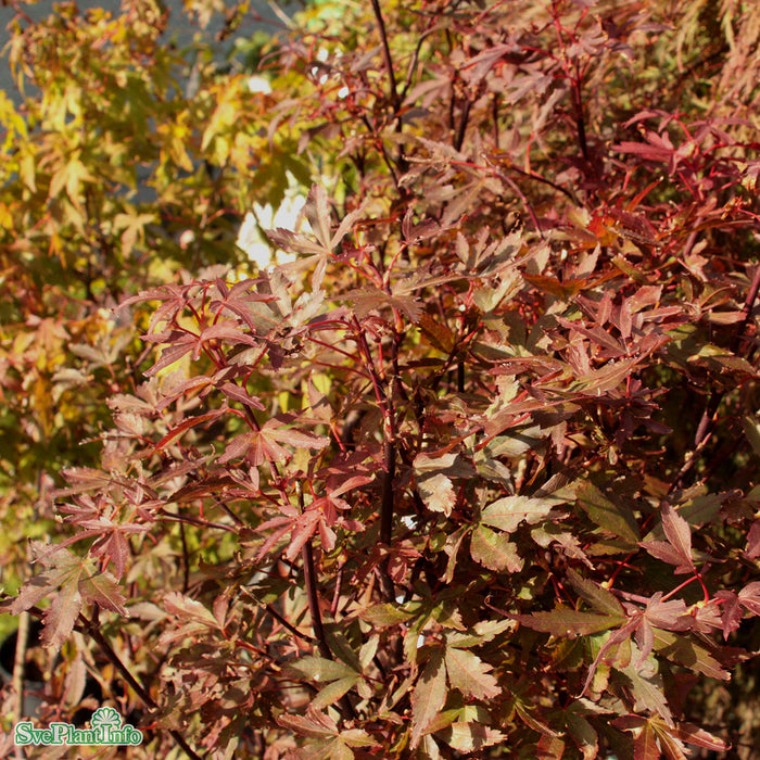 Acer palmatum 'Skeeter's Broom' Solitär C20 125-150cm