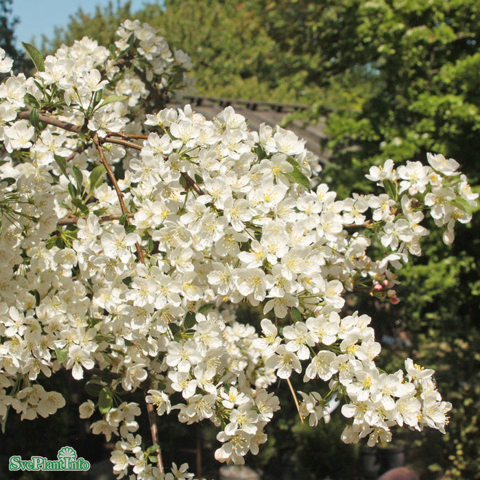 Malus toringo var. sargentii 'Tina' C6 50-60cm