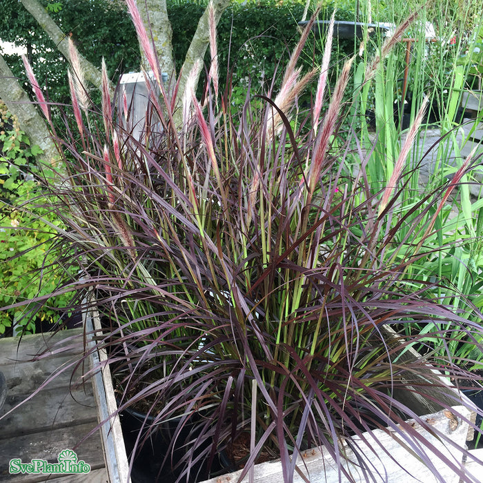 Pennisetum setaceum 'Rubrum' A-kval C2,8