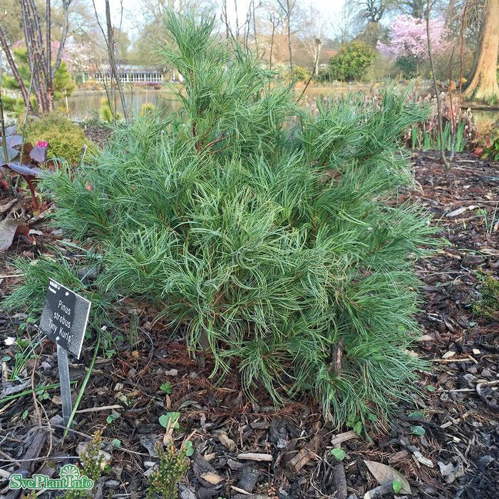 Pinus strobus 'Tiny Curls' Co 80-100cm