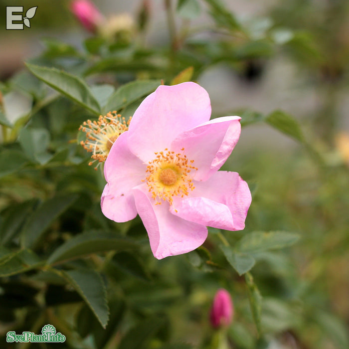 Rosa carolina fk 'Gunnel' E C3,5