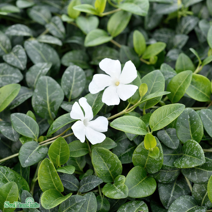 Vinca minor 'Alba' A-kval