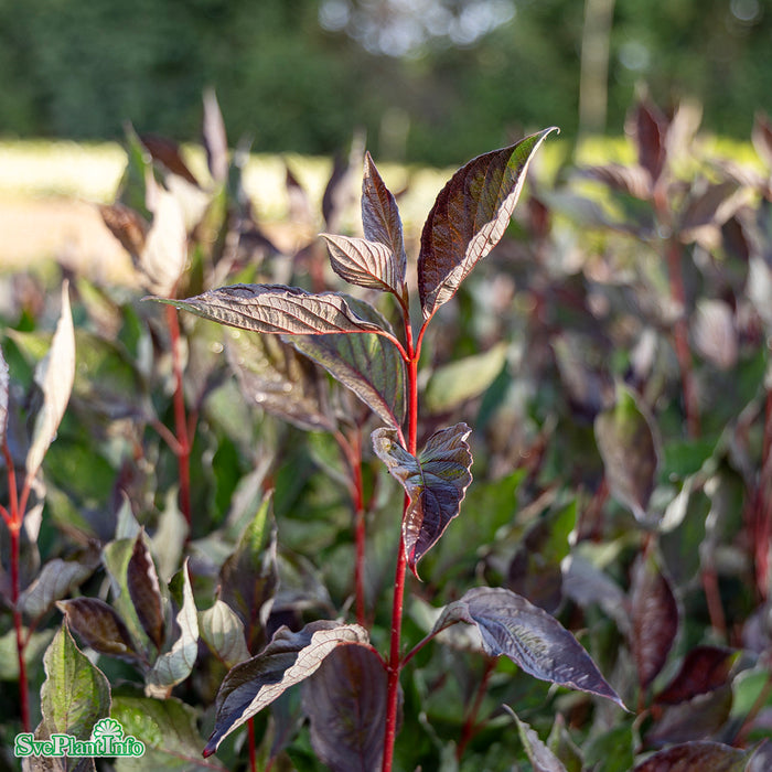Cornus alba 'Nightfall' C5