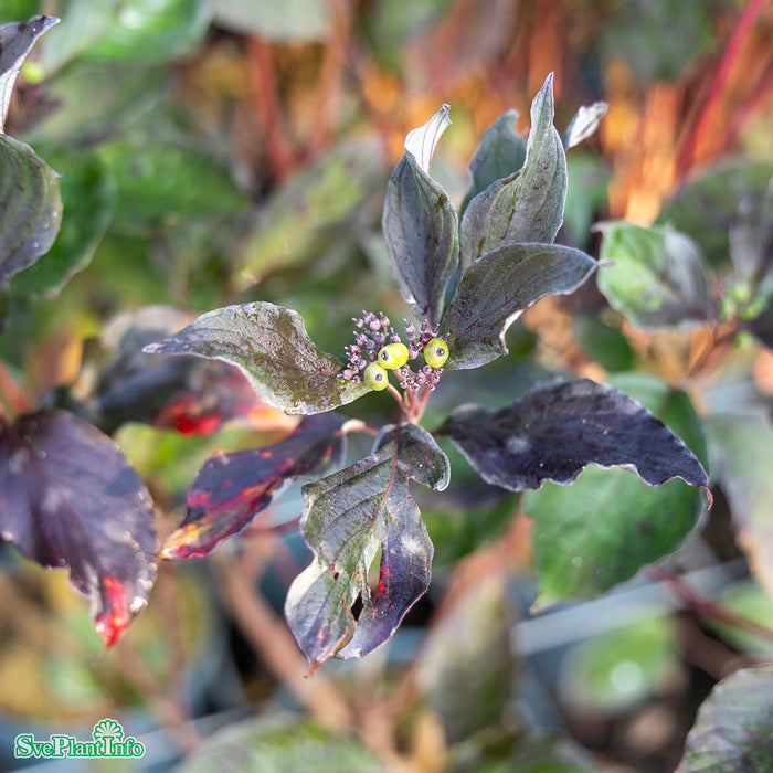 Cornus alba 'Nightfall' C5