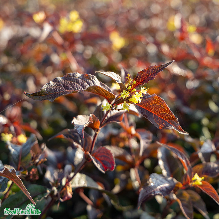 Diervilla splendens 'Diva' Busk C3,5