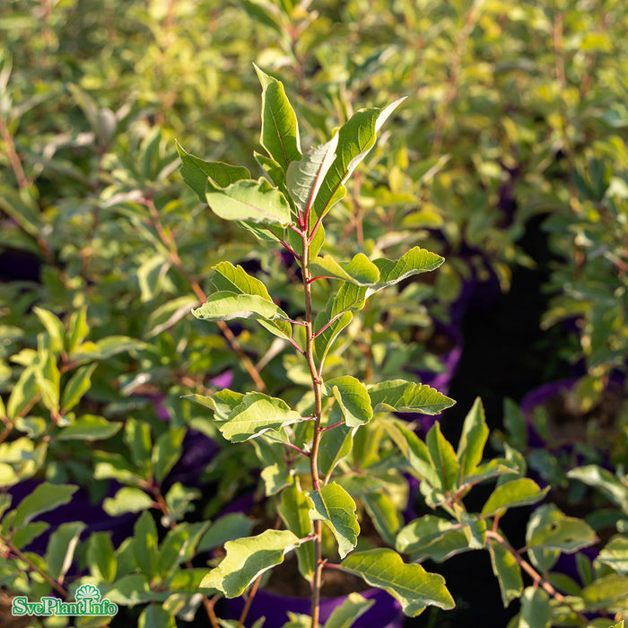 Exochorda macrantha 'Lotus Moon' C4,5