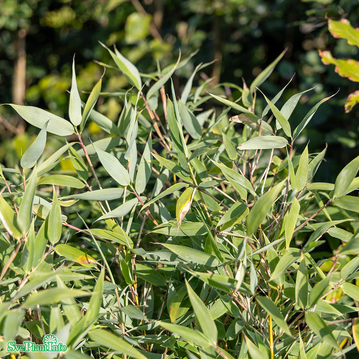 Fargesia murielae 'Blue Lizard' Solitär C15 80-100cm