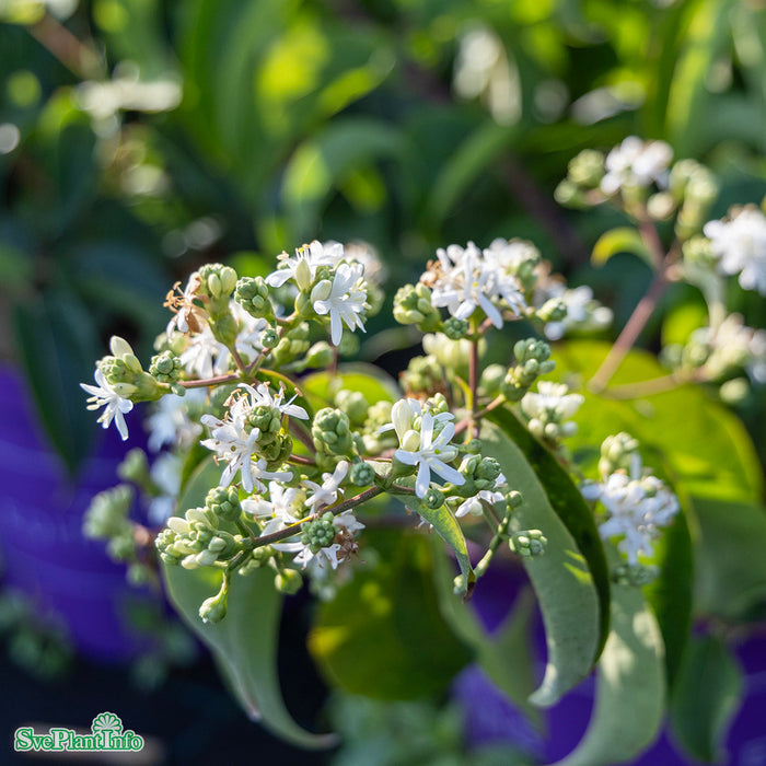 Heptacodium miconioides 'Tianshan' C15 80-100cm