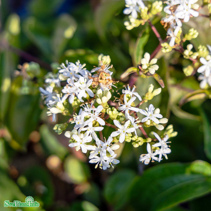 Heptacodium miconioides 'Tianshan' C15 80-100cm