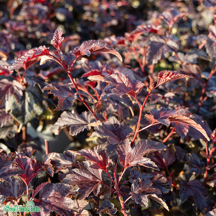 Physocarpus opulifolius 'Little Angel' 80-100cm C10