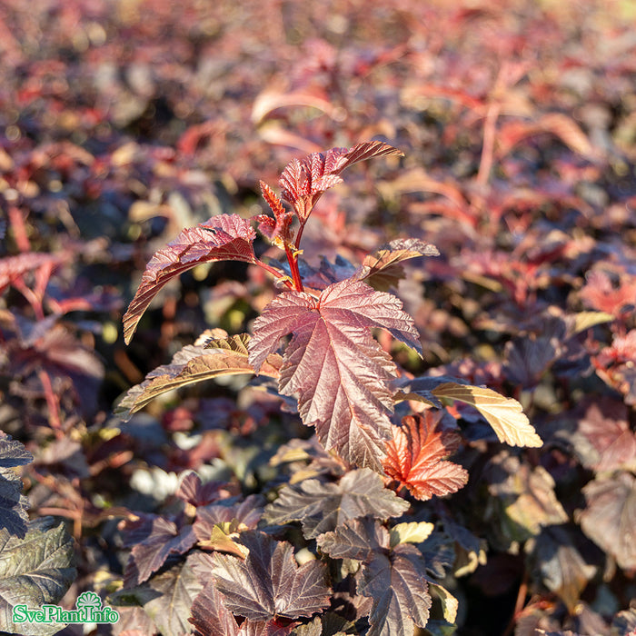 Physocarpus opulifolius 'Little Angel' 80-100cm C10