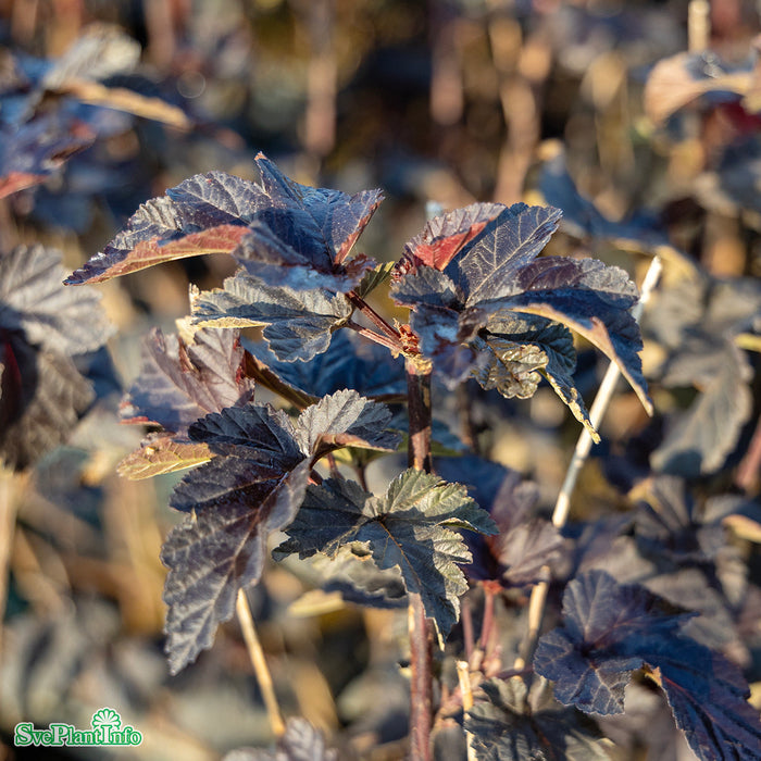 Physocarpus opulifolius 'Midnight' Busk C4,6