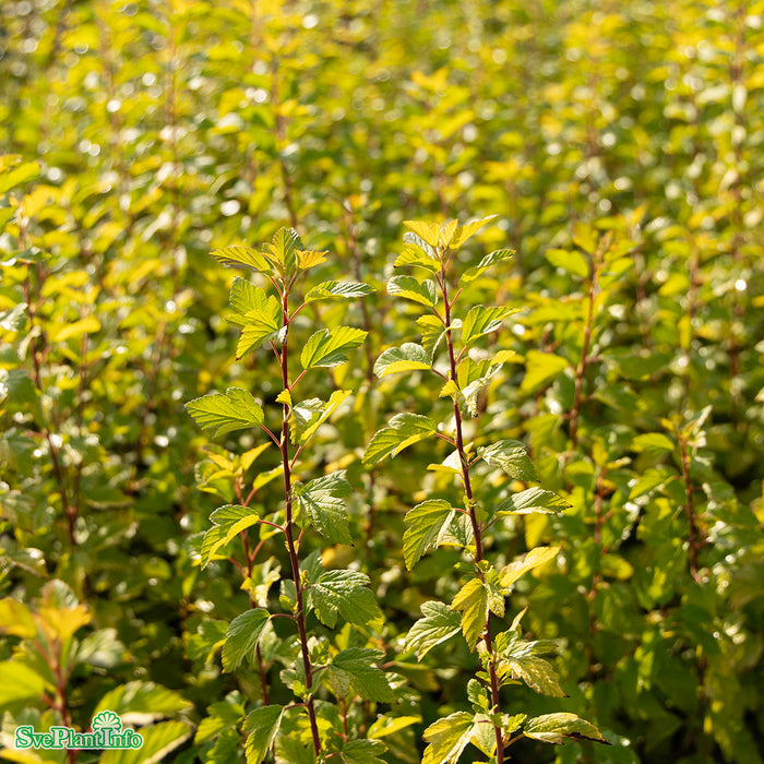 Physocarpus opulifolius 'Tiny Wine Gold' C10 Stam 60cm