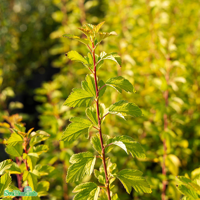 Physocarpus opulifolius 'Tiny Wine Gold' C10 Stam 60cm