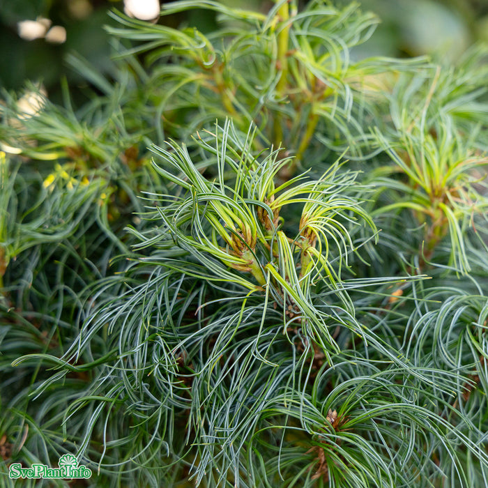 Pinus strobus 'Tiny Curls' Co 80-100cm