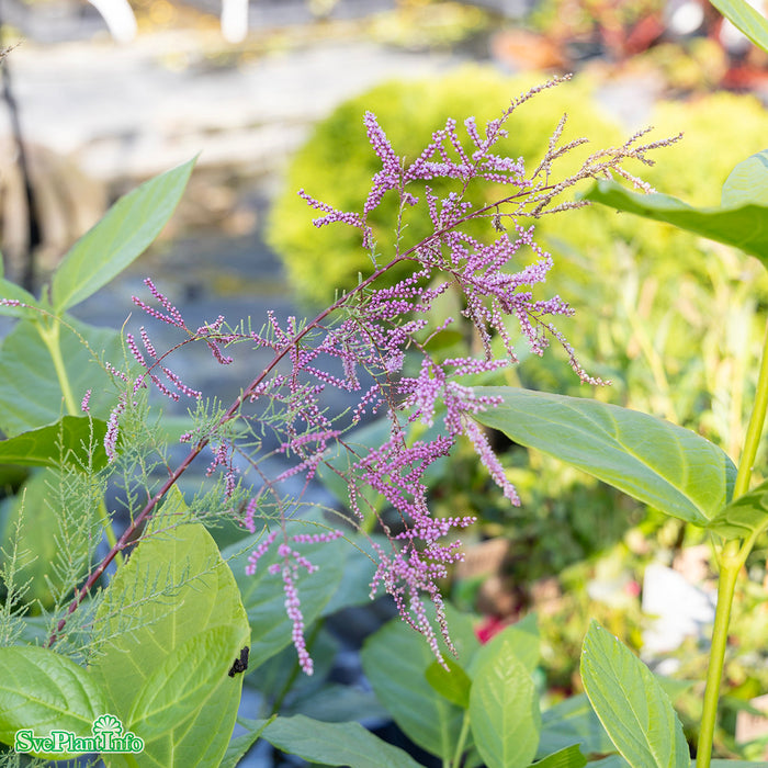 Tamarix ramosissima 'Pink Cascade' Högstam C50 So 12-15