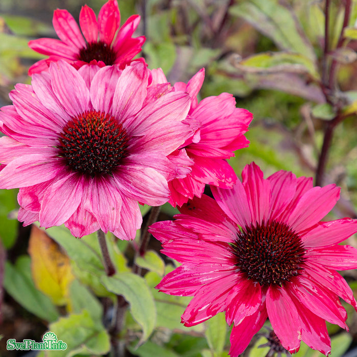 Echinacea 'Sunseekers Carmine' A-kval