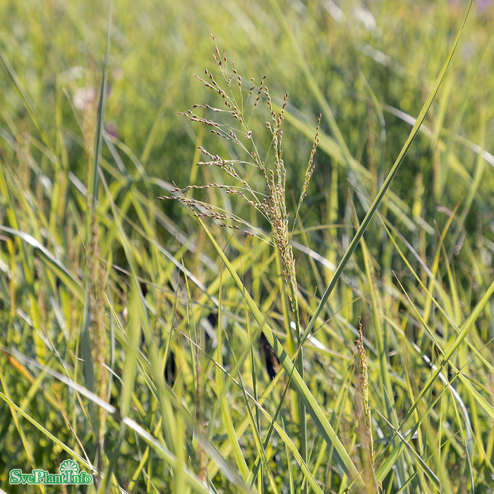 Panicum virgatum 'Heavy Metal' A-kval C6