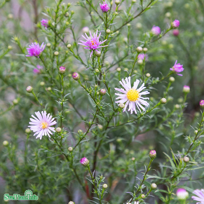 Symphyotrichum 'Pink Star' A-kval