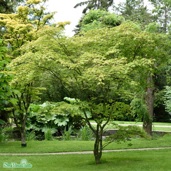 Acer japonicum 'Aconitifolium' Busk C7,5 60-80cm