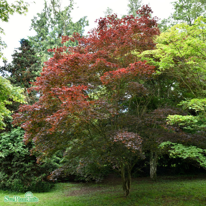 Acer palmatum 'Bloodgood' Solitär C20 125-150cm