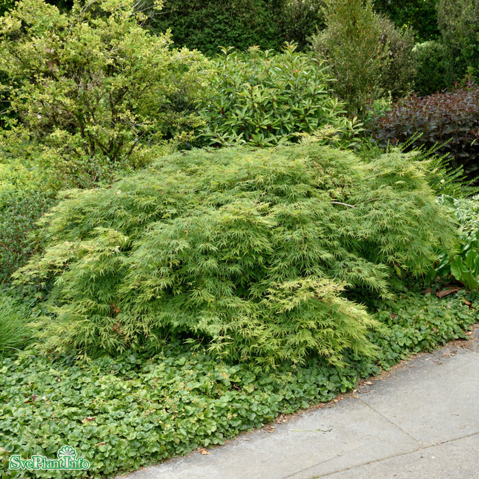 Acer palmatum 'Dissectum' Solitär C20 B60-70cm