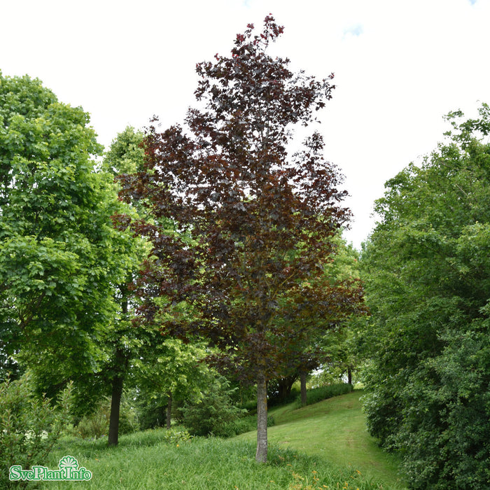Acer platanoides 'Royal Red' Ungträd C20 250-300cm