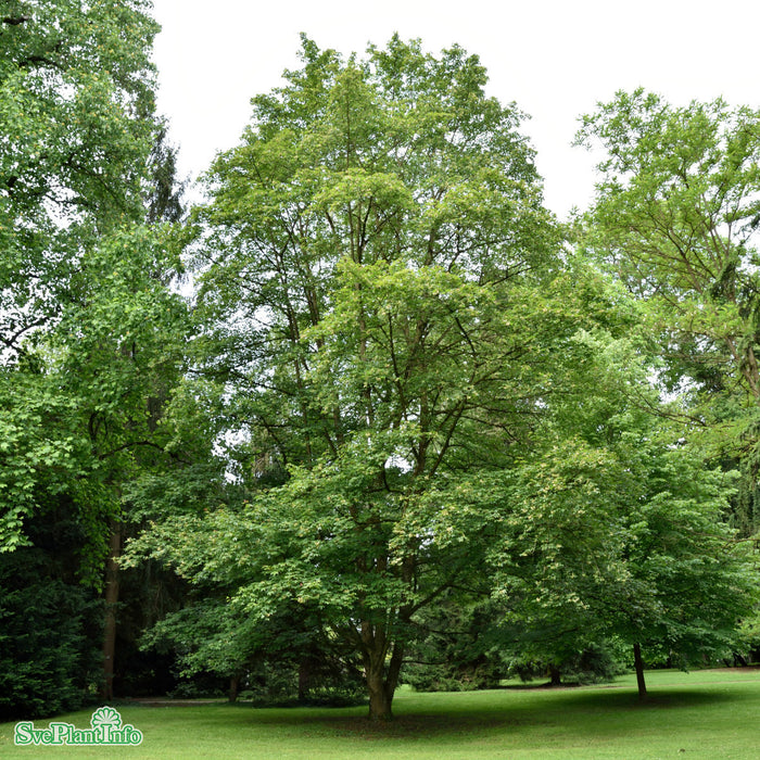 Acer x zoeschense 'Annae' Högstam Kl So 12-14