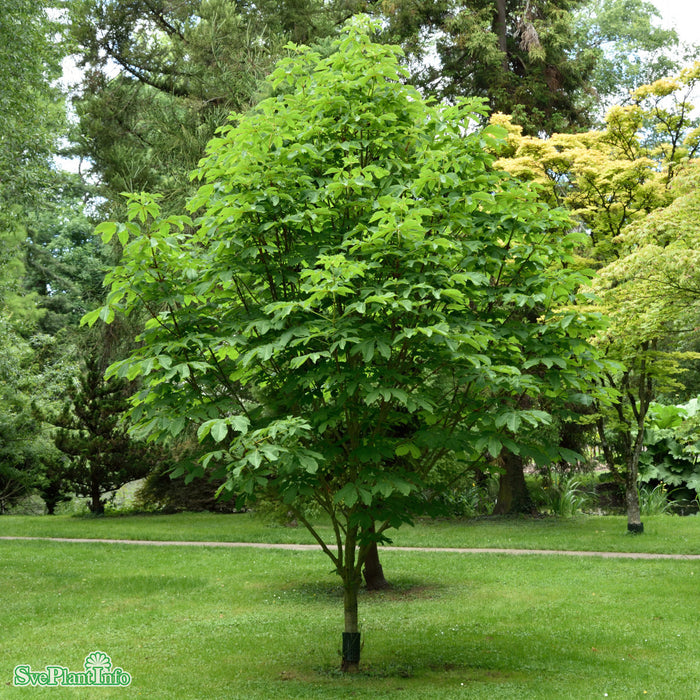 Aesculus hippocastanum 'Pyramidalis' Solitär Kl 200-250cm