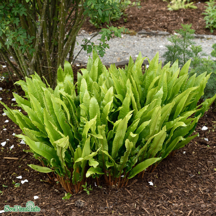 Asplenium scolopendrium A-kval