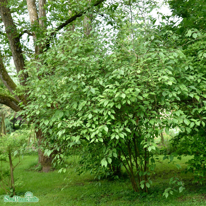 Callicarpa bodinieri var. giraldii 'Profusion' C4,5 50-60cm