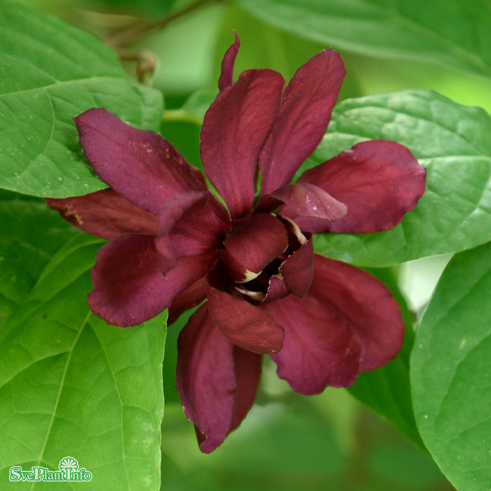 Calycanthus raulstonii 'Hartlage Wine' 80-100 cm C12