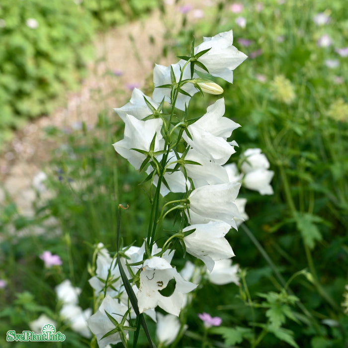 Campanula persicifolia 'Alba' A-kval