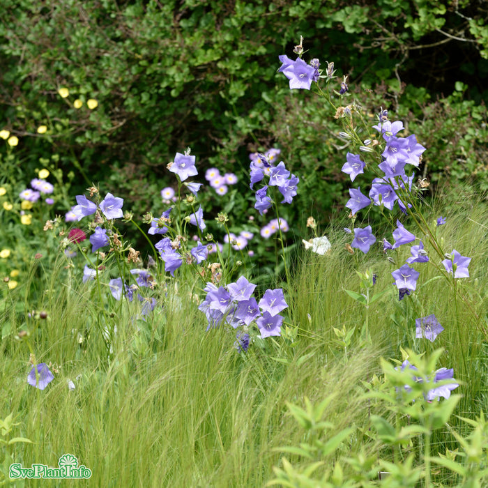 Campanula persicifolia A-kval