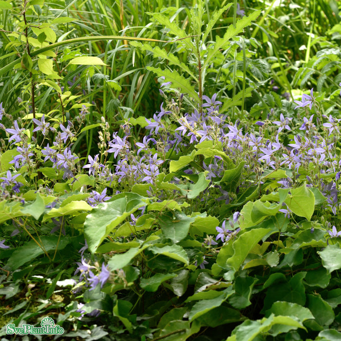 Campanula poscharskyana A-kval