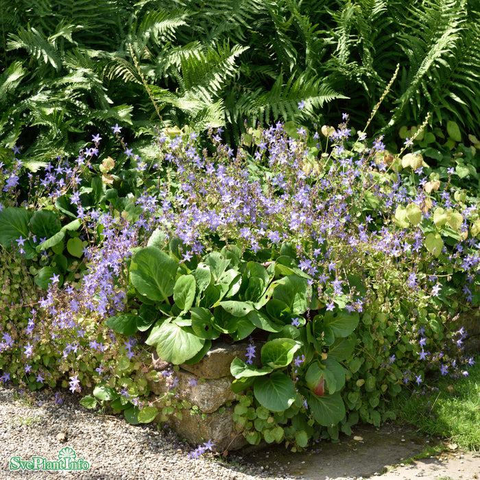 Campanula poscharskyana A-kval