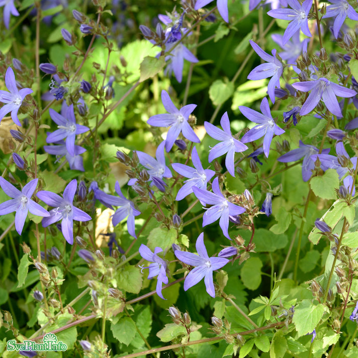 Campanula poscharskyana A-kval