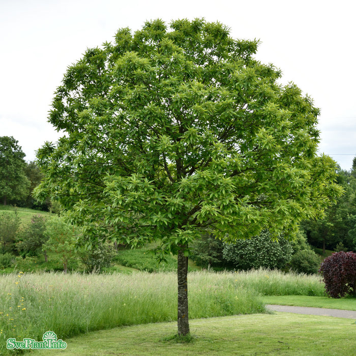 Castanea sativa Ungträd C12 175-200cm