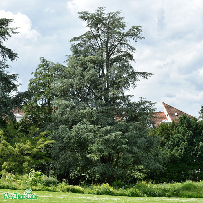 Cedrus atlantica (Glauca-Gruppen) Ungträd C15 150-175cm
