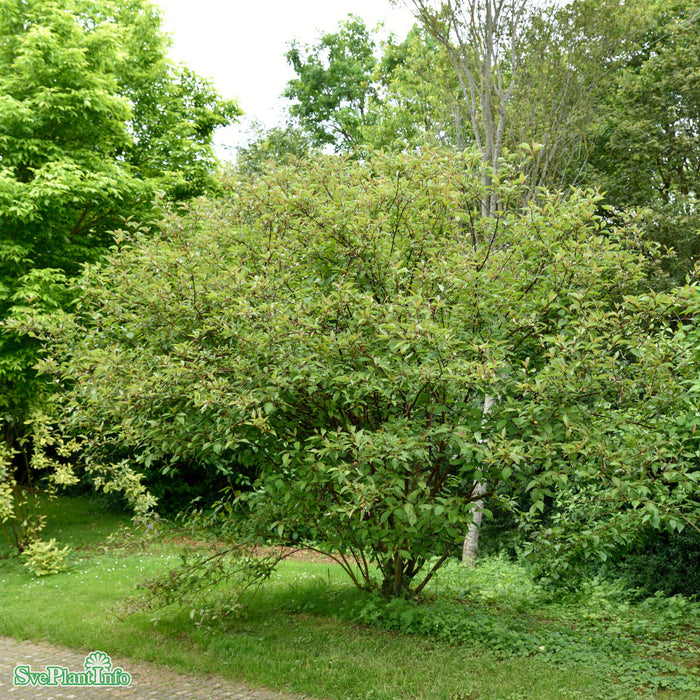 Cornus alba 'Kesselringii' Busk C3