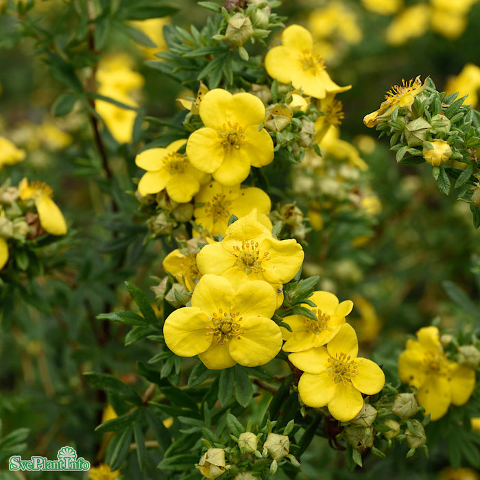 Dasiphora (Fruticosa) 'Goldfinger'  Busk C3,5