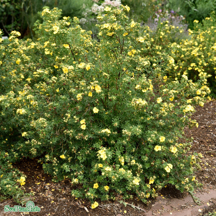 Dasiphora (Fruticosa) 'Goldfinger'  Busk C3,5