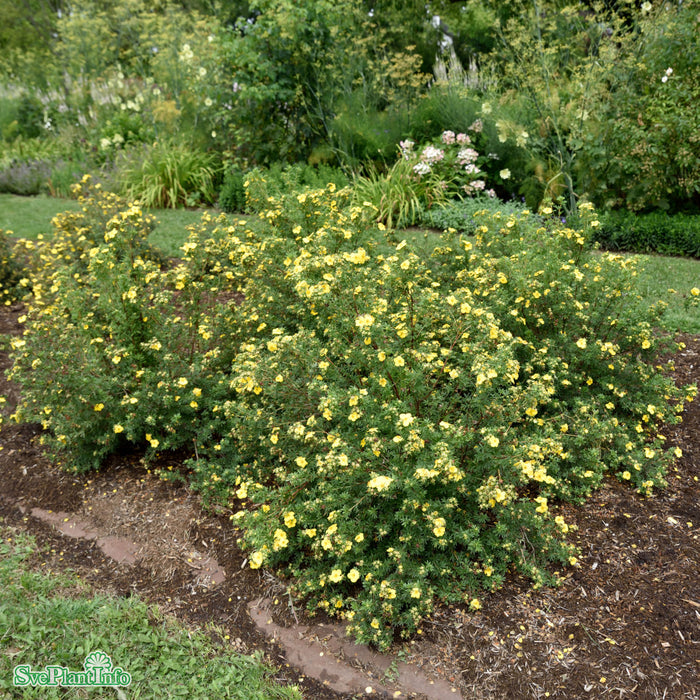 Dasiphora (Fruticosa) 'Goldfinger'  Busk C3,5