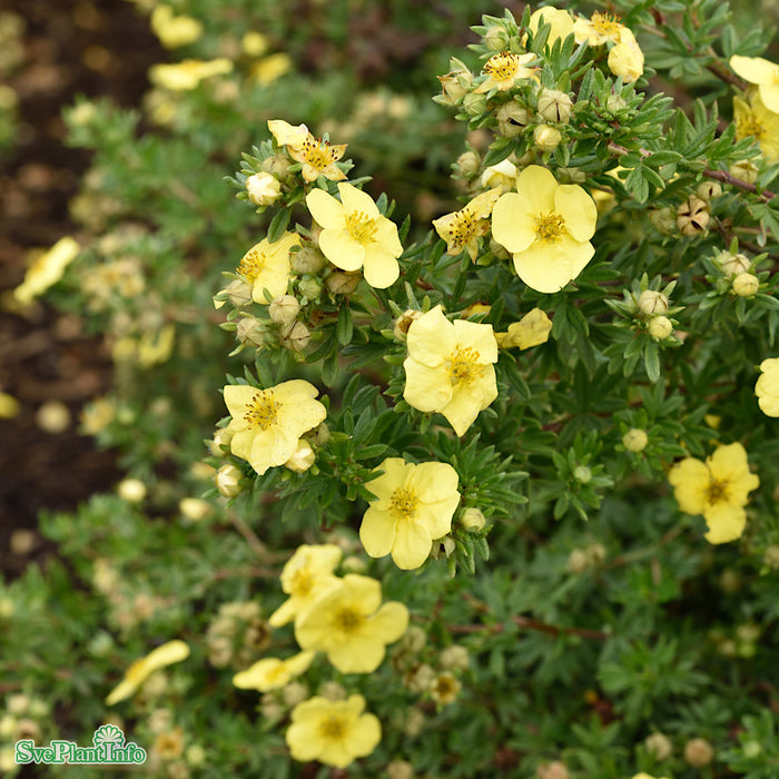 Dasiphora (Fruticosa) 'Kobold' Busk C5