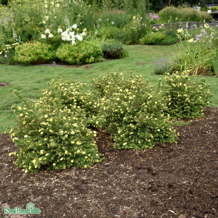 Dasiphora (Fruticosa) 'Kobold' Busk C2,8 30-40cm