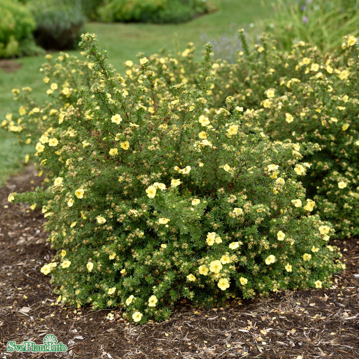 Dasiphora (Fruticosa) 'Kobold' Busk C2,8 30-40cm