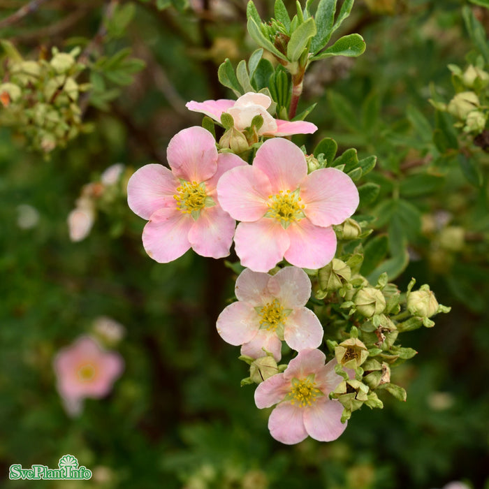 Dasiphora fruticosa 'Lovely Pink' C3,5