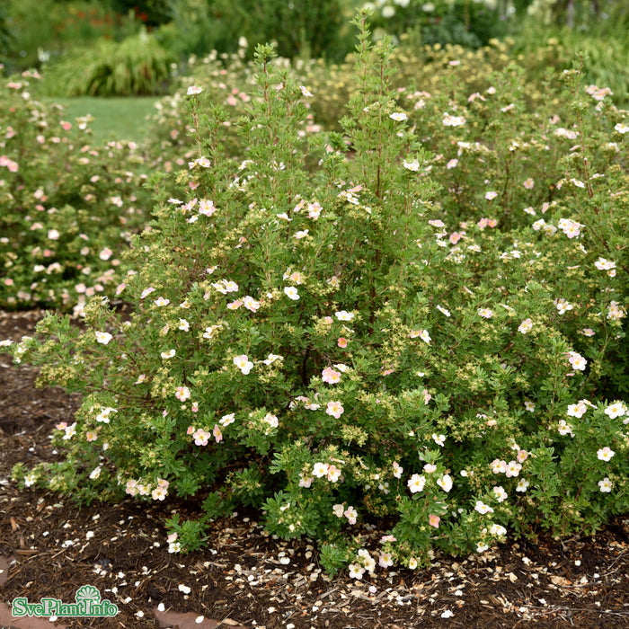 Dasiphora fruticosa 'Lovely Pink' C3,5