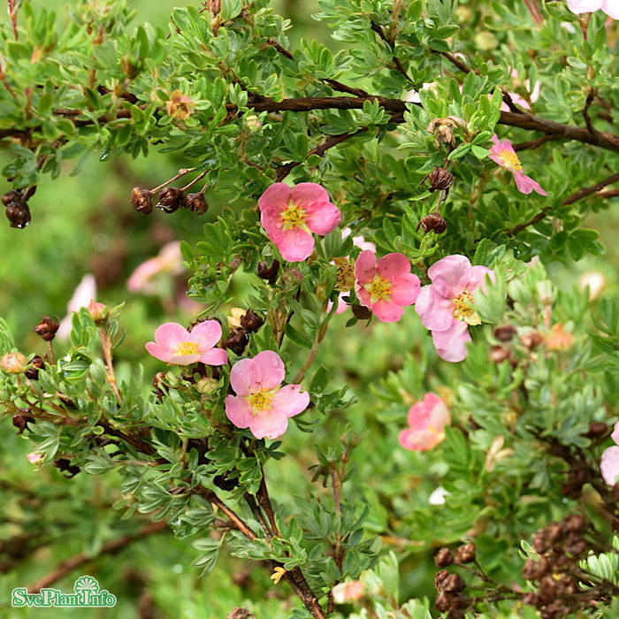Potentilla fruticosa 'Lovely Pink' Busk C4,5