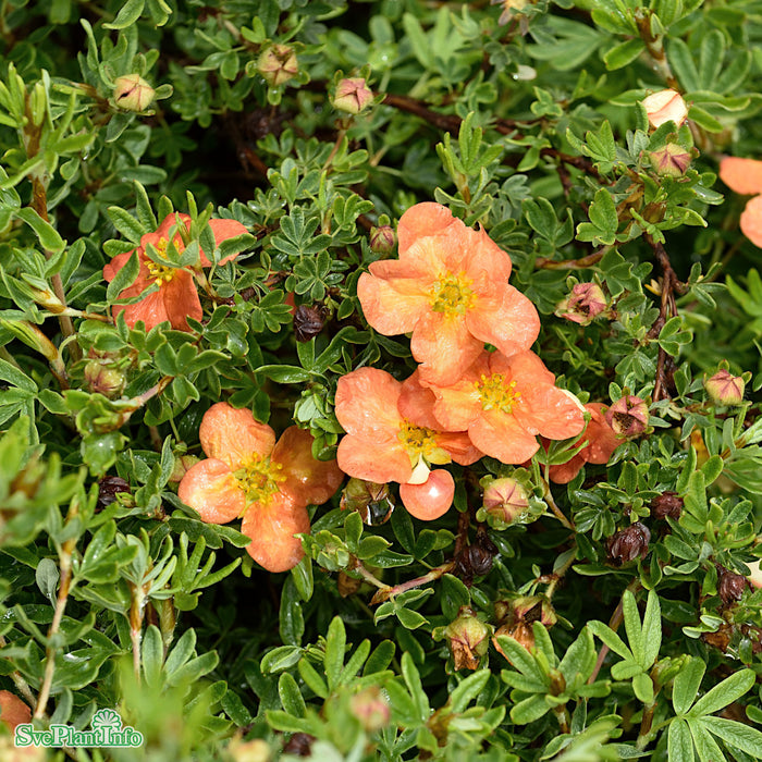 Dasiphora (Fruticosa) 'Red Ace' C2,8 30-40cm